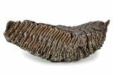 Fossil Woolly Mammoth Lower M Molar - Siberia #357019-1